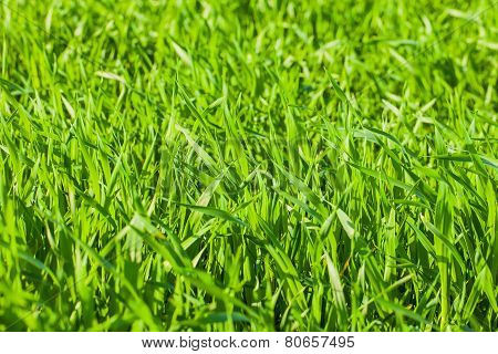 Close up of fresh thick grass