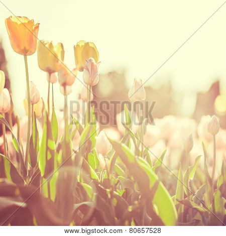 Tulips in a city park at sunrise Kiev