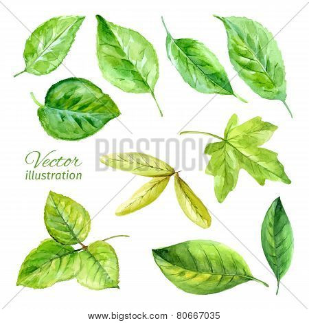Set of spring leaves watercolor. Vector