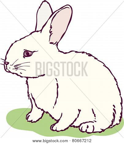 White rabbit