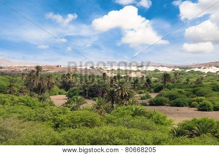 Oasis Near  Viana Desert, Boavista - Cape Verde