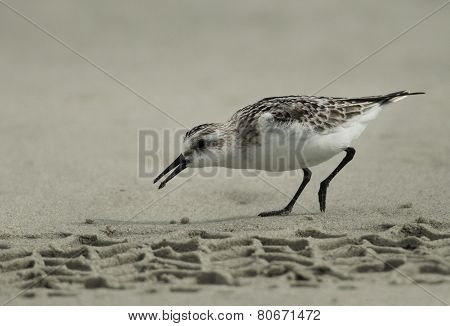 Sanderling