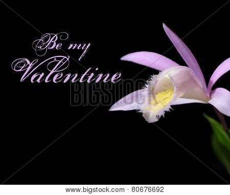 Pink Pleione  orchid stem on black
