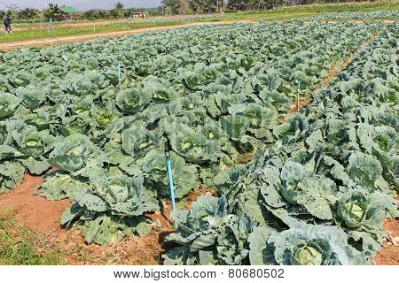Cabbage, Brassica Oleracea Var Capitata Is A Leafy Green Plant, Grown As An Annual Vegetable Crop Fo