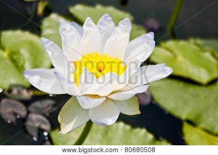 White Lotus Gigantea Albert De Lestang(nymphaeaceae)