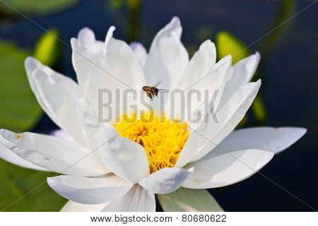 Bee On White Lotus (gigantea Albert De Lestang) With Yellow Stamens