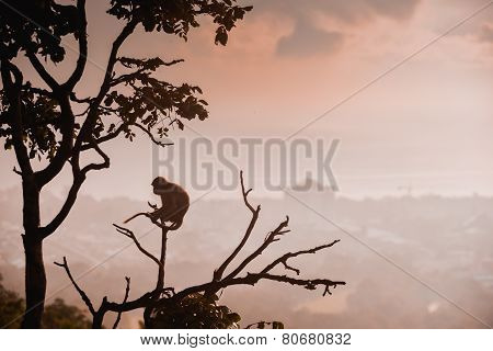 Monkey On The Hilll