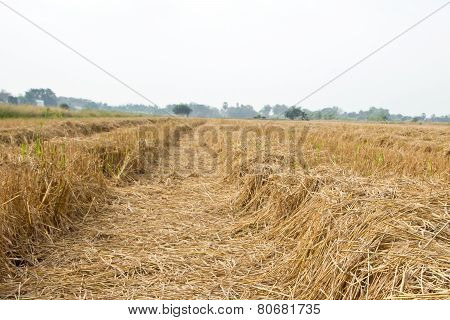 Paddy Fields After Harvest