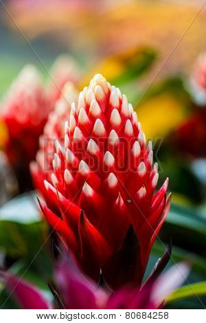 Beautyful Bromeliad Flower