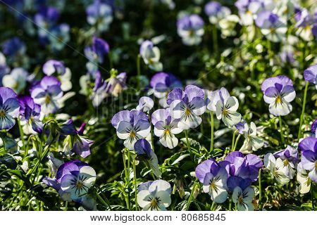 Color Pancy Flower