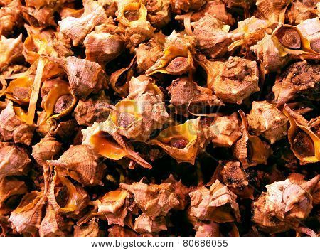 Fresh Tyrian Purple Snails