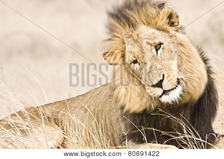 wild male lion lying down in the bush, Kruger