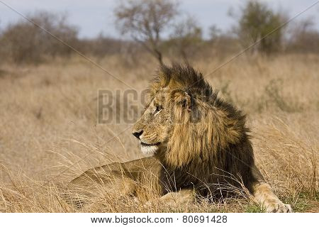 wild male lion lying down in the bush, Kruger