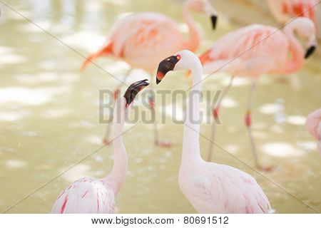 Couple Of Pink Flamingo Portrait