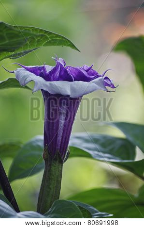 datura flower