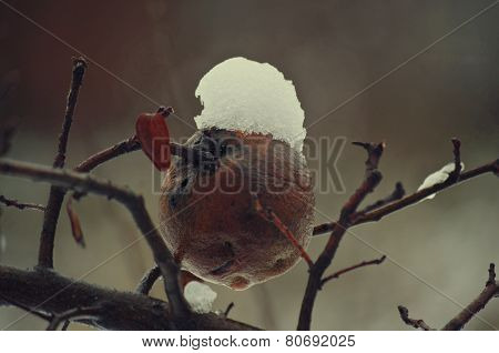 snow on the apple