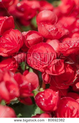 Numerous Bright Red Flowers Of Tuberous Begonias
