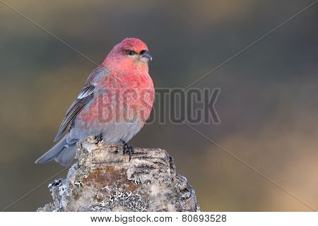 Grosbeak sitting on a stomp