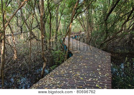 The Forest Mangrove