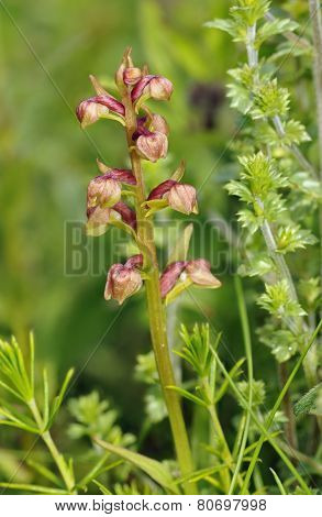 Frog Orchid