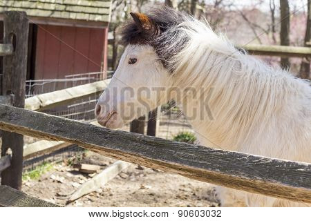 White Horse