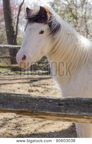White Horse
