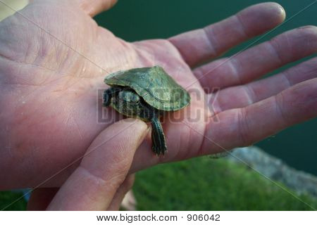 手中的婴儿水 Turle