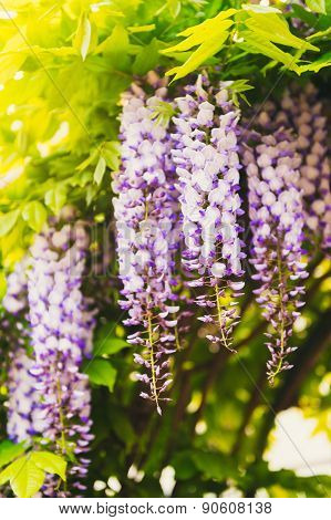 Wisteria on a sunny day