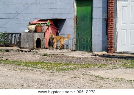 Guard Dog
