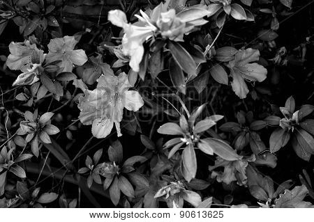 Azalea Bush In Black And White With Caterpillar