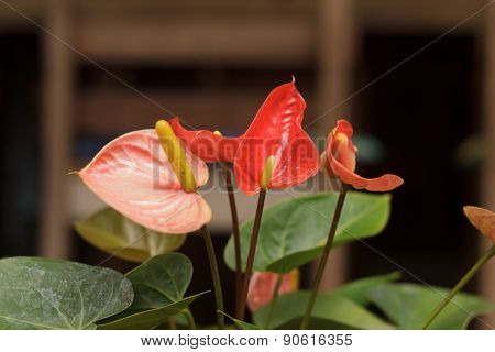 spadix  for decorations  home and garden beautiful.