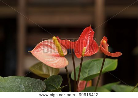 spadix  for decorations  home and garden beautiful.