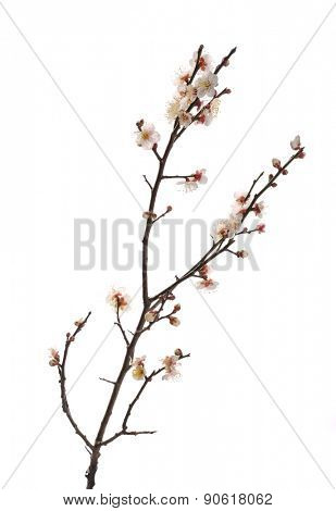 white plum bloossom