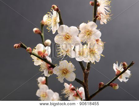 white plum bloossom