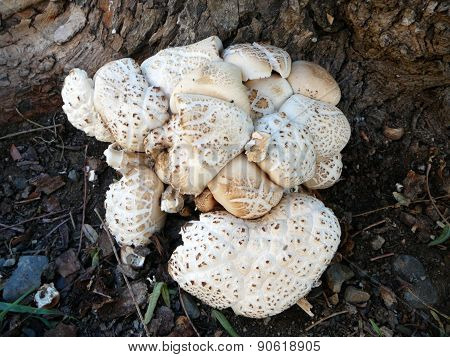 Mushrooms