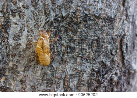 Cicada Moulting