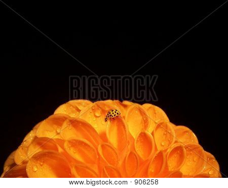 Gelbe Marienkäfer auf Dahlia