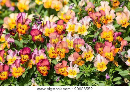 Garden Pansy