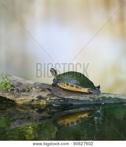 Florida Cooter Turtle On A Log
