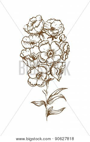 Flower With White Background