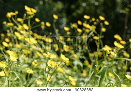 Yellow Buttercup