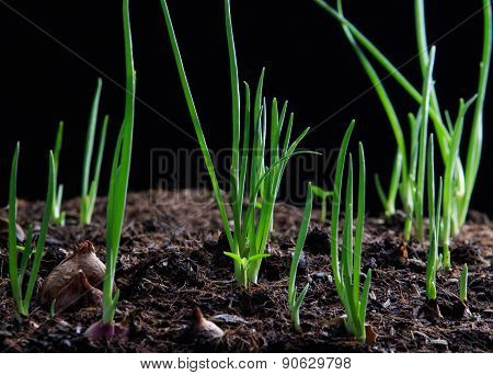 Red Onion Planting Growing On Agriculture Field