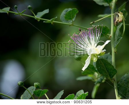 Caper bush blossoming