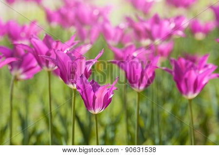 Purple Lily Flowers In Back Light
