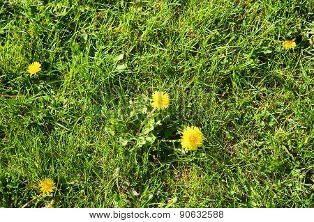 Blooming Dandelions At Sunny Day