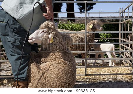 Mature Farmer Shearing Sheep With Clipper