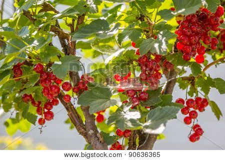 Currant Bush With Berries In Web