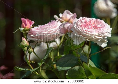 Rose Flower In The Foliage Closeup