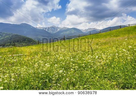 Carpathian Landscape With With Meadow
