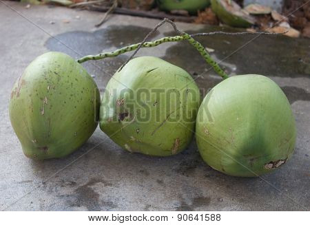 Coconut
